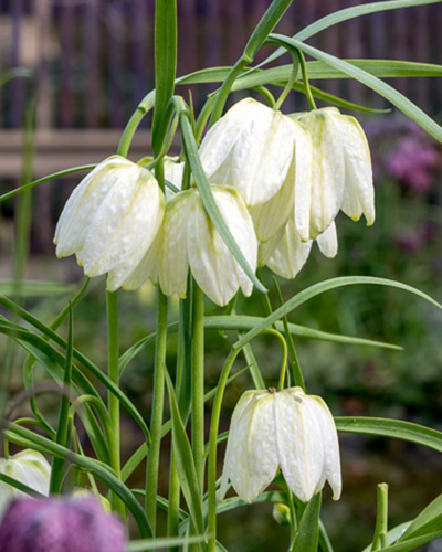 Fritillaria meleagris alba.jpg